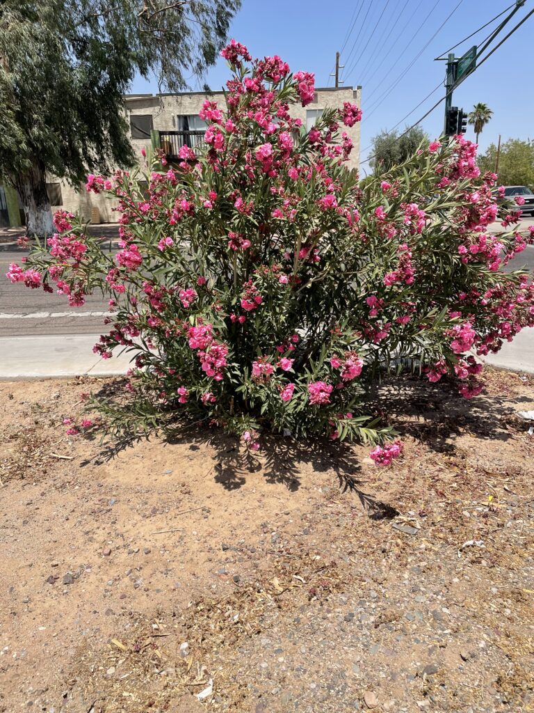 Oleander Flower Tree by the Street