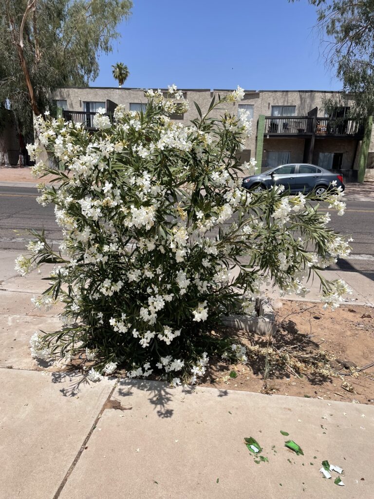 a beautiful white flower tree by the street